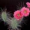echinocereus_polyacanthus